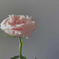Vintage Sarah Coventry ring